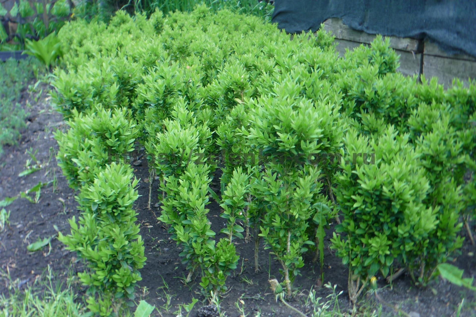 Самшит вечнозеленый (Кавказская пальма): посадка, выращивание и уход