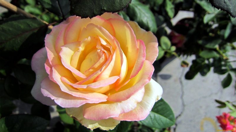 Чайная роза: что это такое, описание сортов, посадка, выращивание и уход