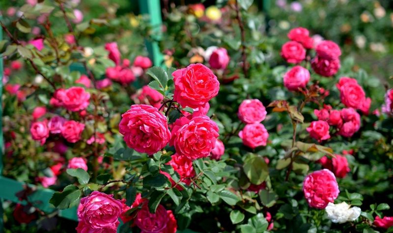 Парковая роза – что это такое? Описания сортов, посадка, уход и выращивание