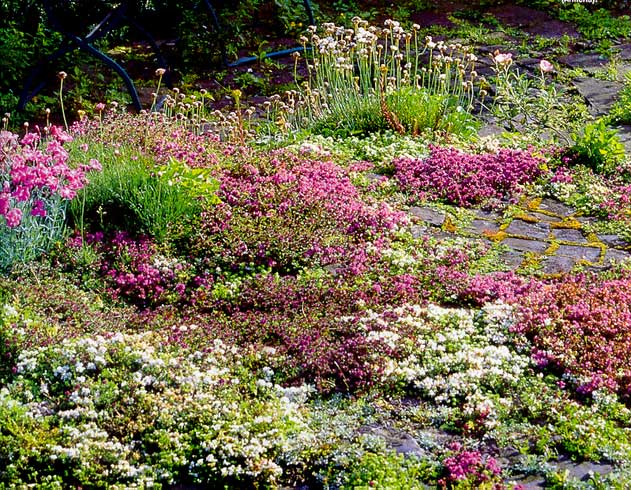 Почвопокровные многолетники – растения, цветущие все лето