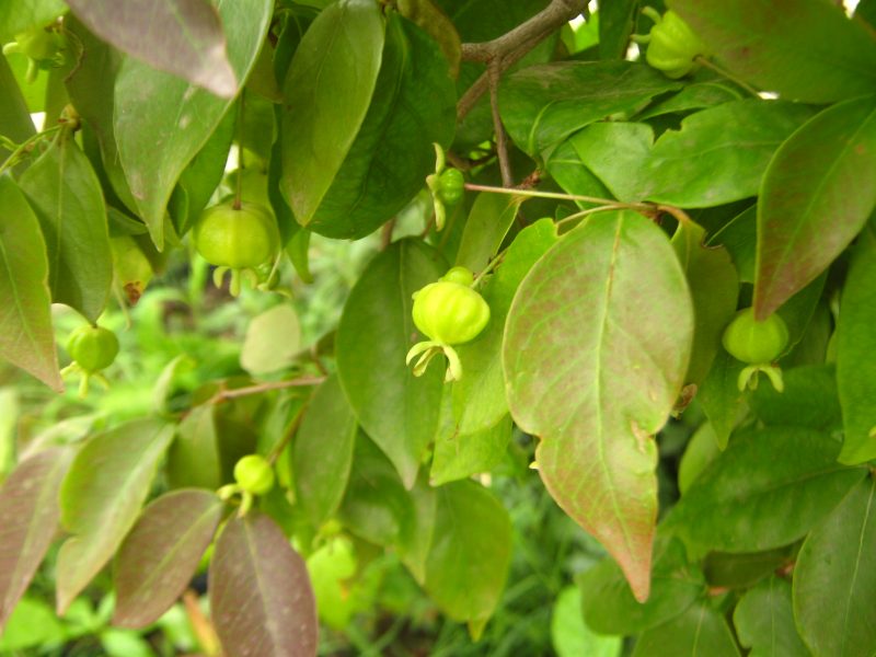 Суринамская вишня: выращивание и уход в домашних условиях