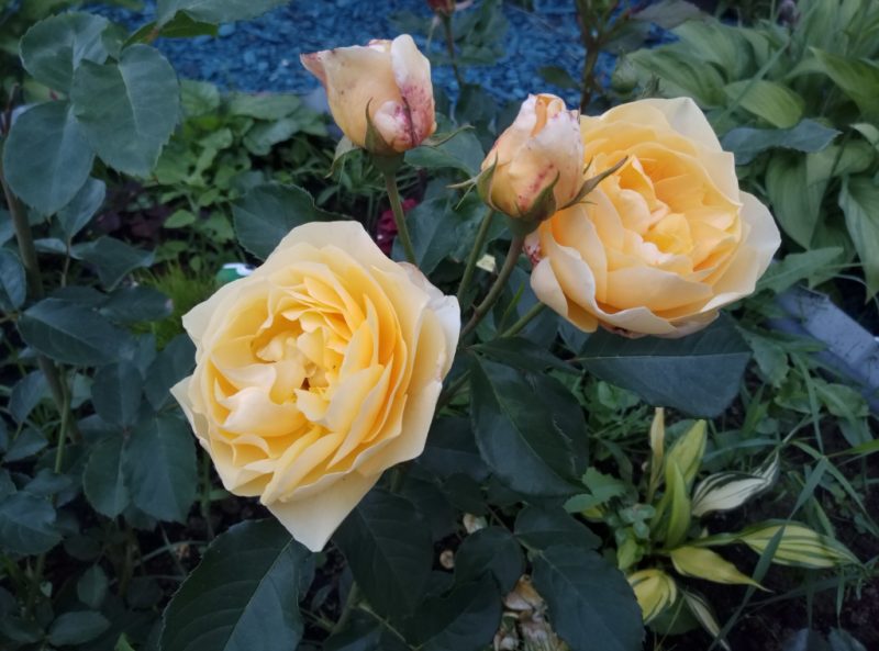 Английские розы: сорта, описание, уход и выращивание