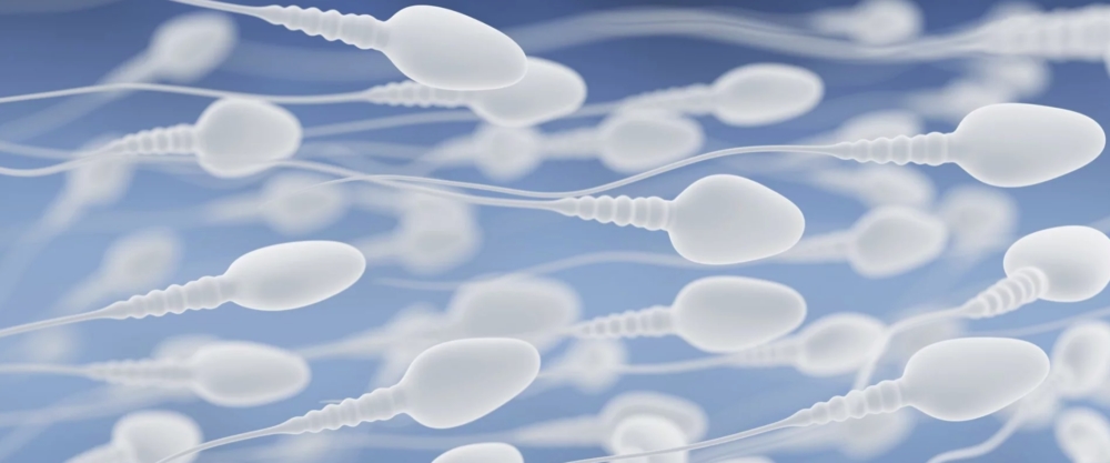 Подготовка к спермограмме: что можно и что нельзя, как правильно сдавать анализ спермы