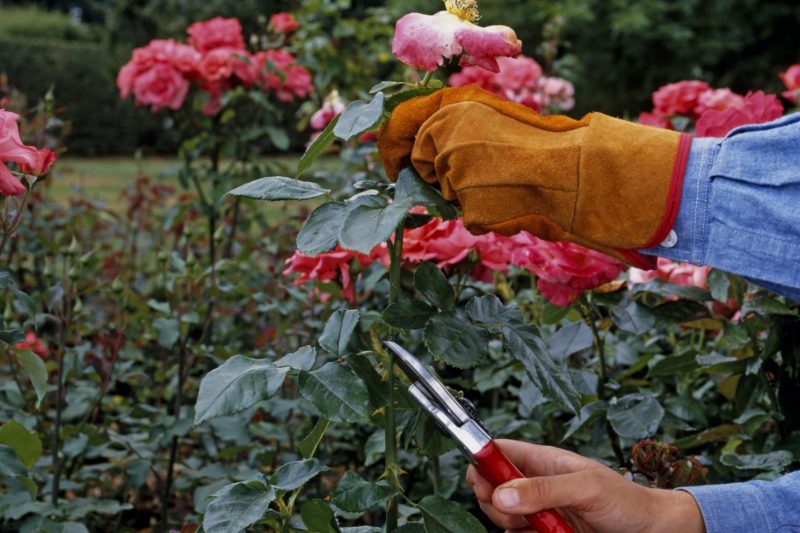 Роза Дабл Делайт: описание и особенности сорта, выращивание и уход