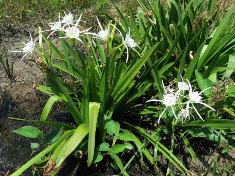 Гименокаллис (Hymenocallis): посадка, выращивание и уход в домашних условиях и в саду