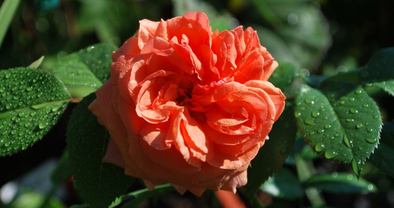 Роза Чиппендейл – история, описание и особенности сорта