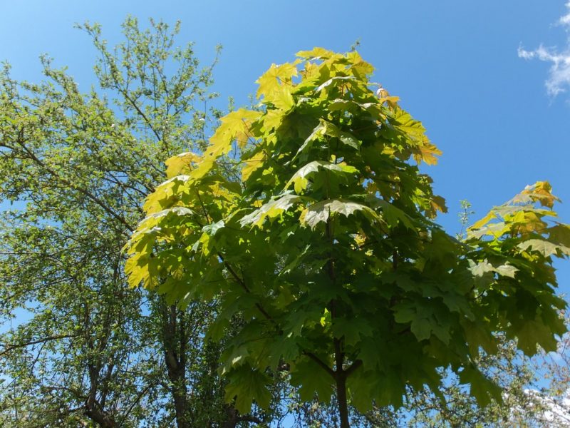 Клён остролистный (платановидный, Acer platanoides)