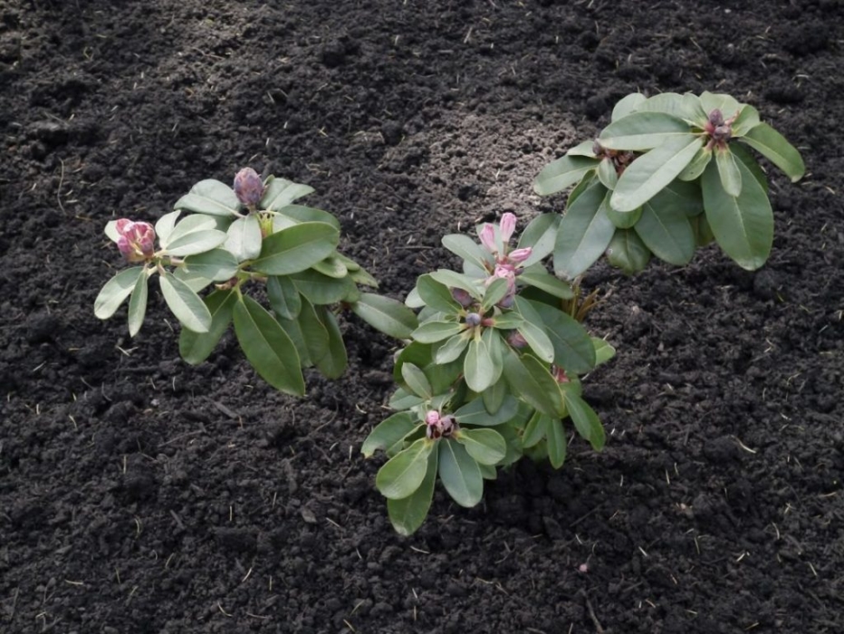 Рододендроны 🌸 на Урале: посадка и уход, укрытие на зиму, сорта, выращивание