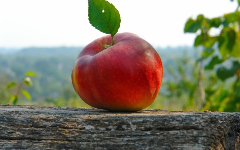 Сколько калорий в яблоке, пищевая ценность, польза фрукта для организма