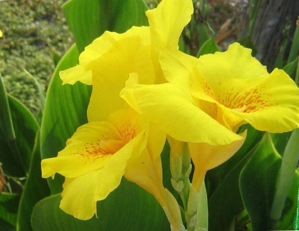 Цветок канна: выращивание в саду, посадка и уход в домашних условиях