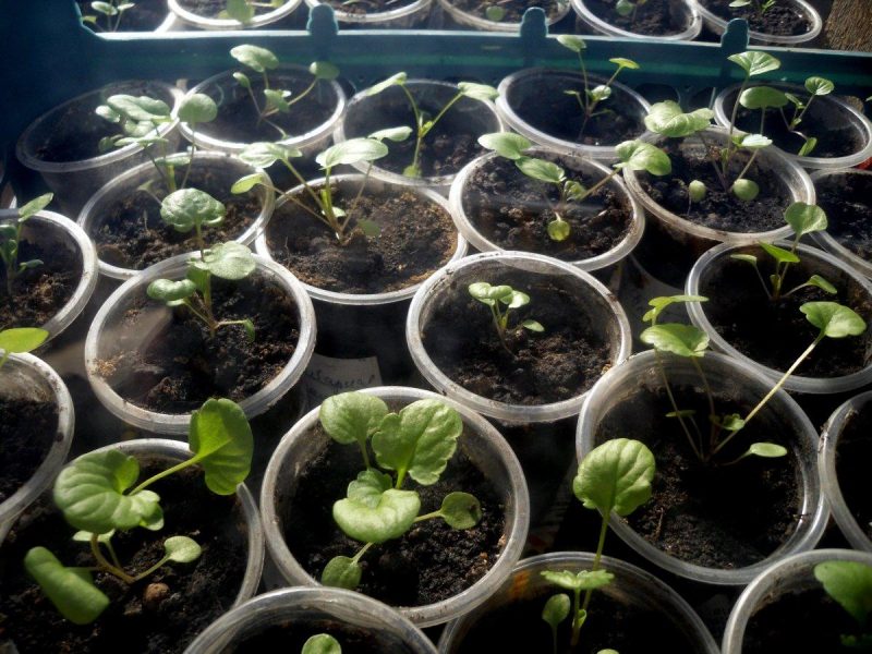 Виола цветы: выращивание из семян и рассады в домашних условиях