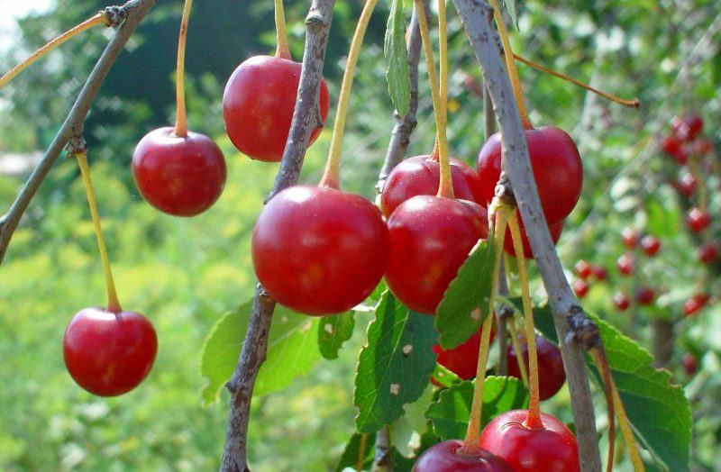 Вишня: сорта, уход и выращивание в саду, обрезка и подкормка вишни