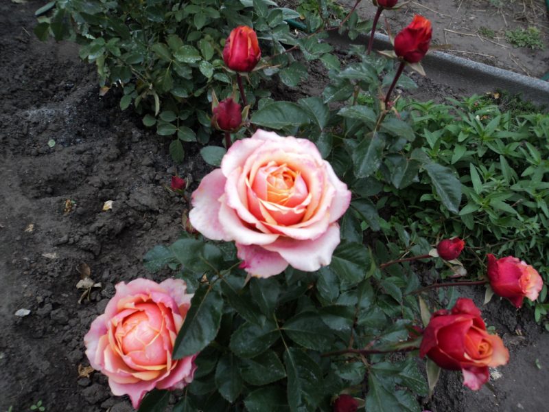 Как и чем правильно укрыть розы на зиму? В Подмосковье, на Урале или в Сибири