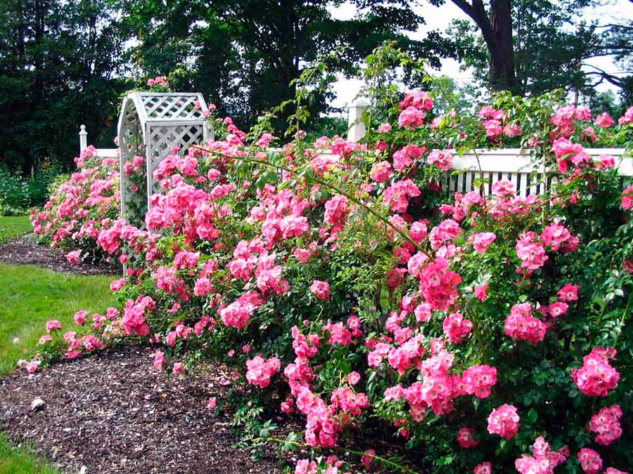 Дамасская роза (Rosa damascena): описание, сорта, посадка и уход