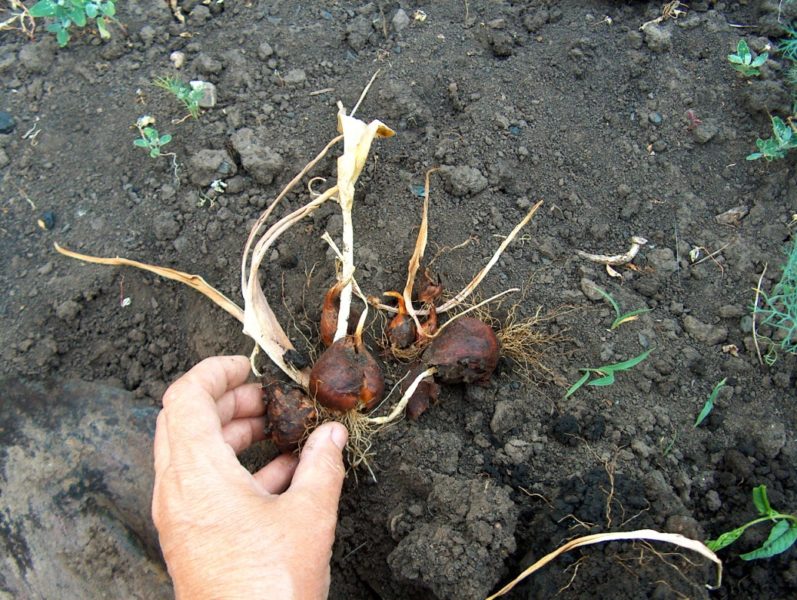 Тюльпаны – когда выкапывать луковицы и высаживать тюльпаны?