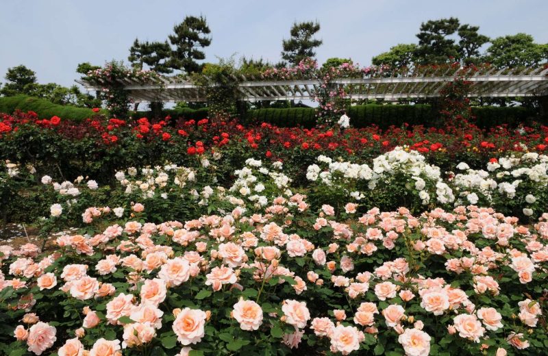 Розы кустовые: сорта, особенности, посадка, уход и выращивание