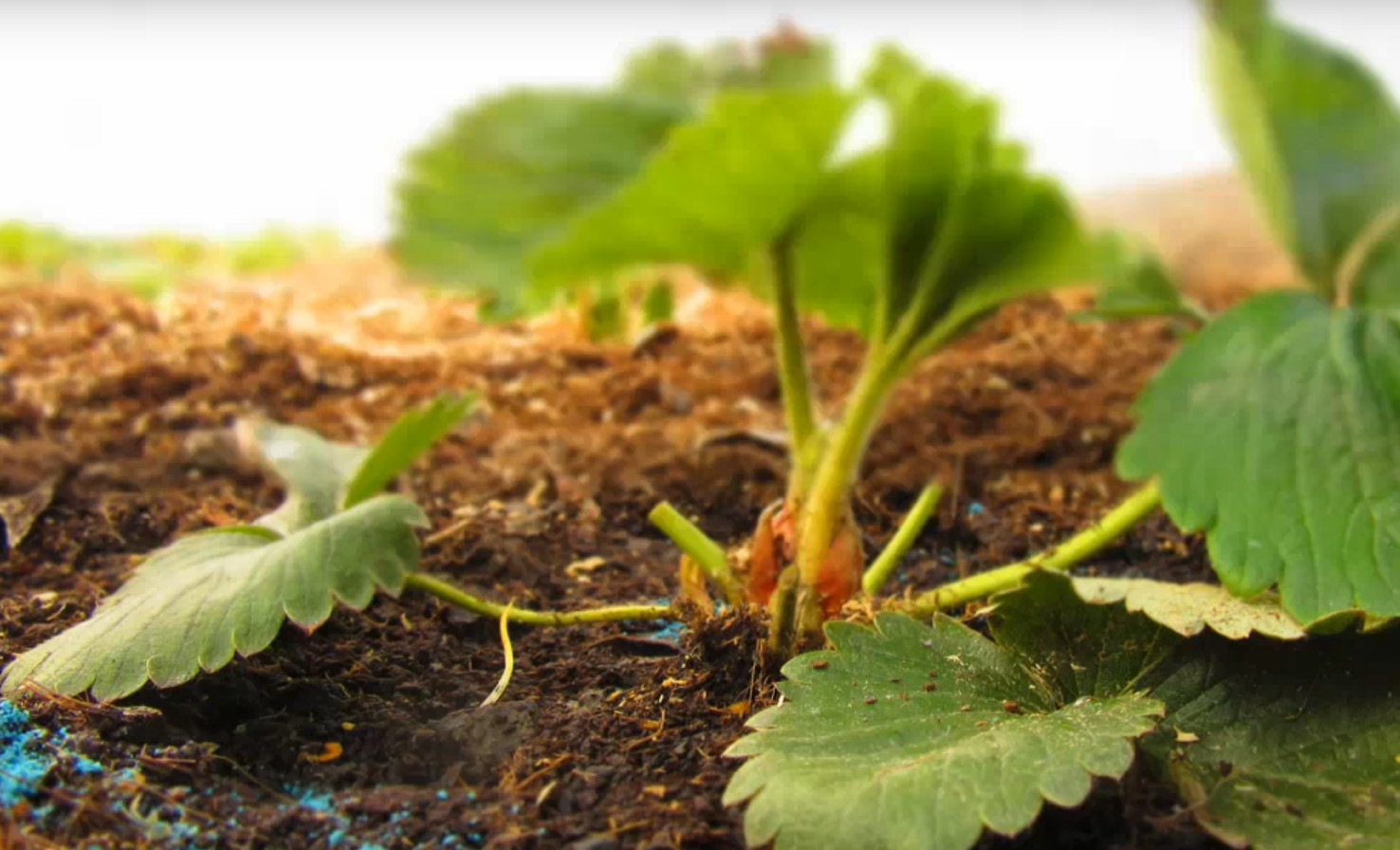 Как обработать клубнику весной? Обработка от вредителей и болезней, удобрения для хорошего урожая