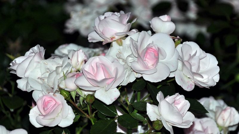Роза «Аспирин» («Aspirin Rose»): описание сорта, посадка, выращивание и уход