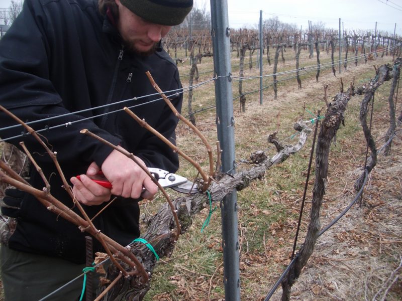 Обрезка винограда осенью — схема и инструкция для начинающих