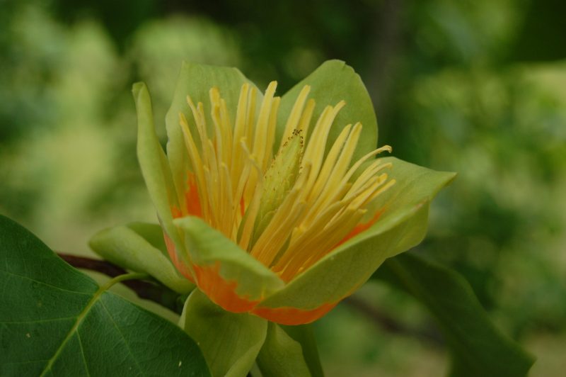 Тюльпановое дерево: описание, посадка и уход