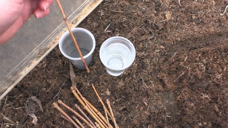 Уход за гортензией весной: посадка в открытый грунт, обрезка и подкормка растения после зимы
