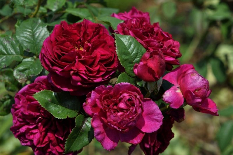 Розы-шрабы: что это такое, описание, посадка и уход