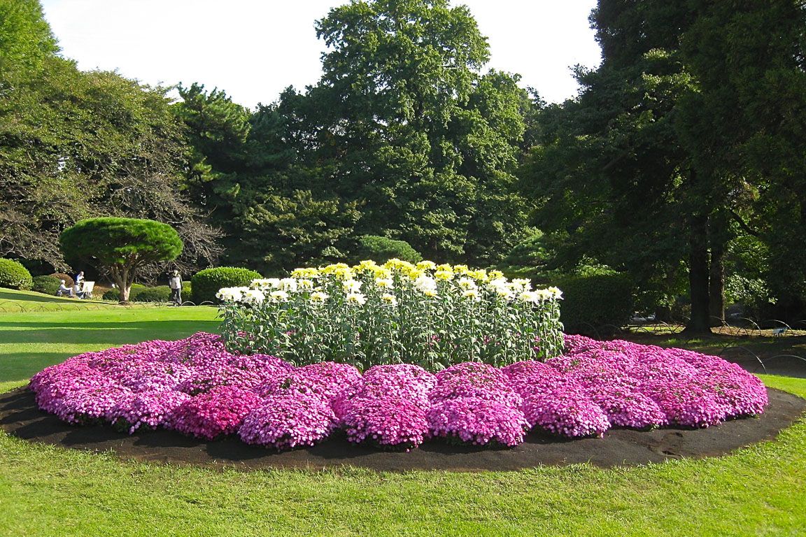 Многолетние садовые цветы: сорта и описания, красивых и неприхотливых в уходе цветов