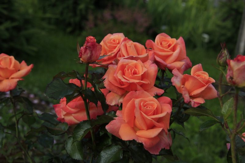 Роза Аква (Aqua): описание сорта чайно-гибридной розы, посадка и уход