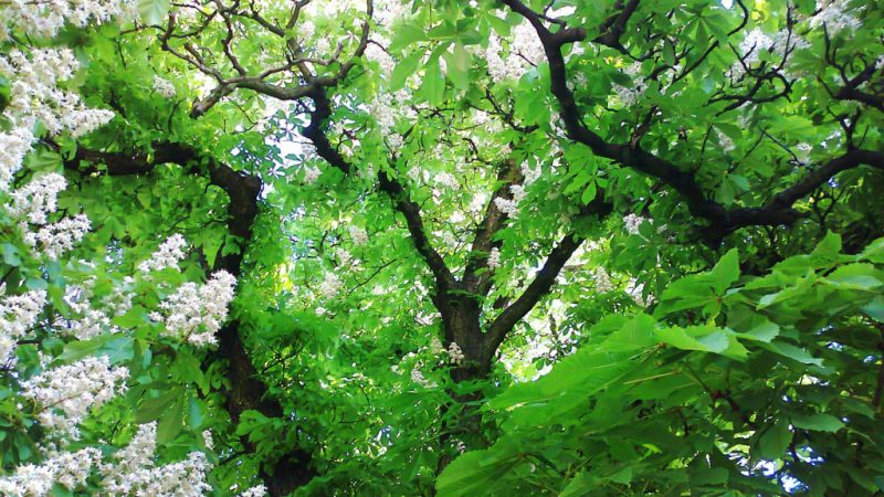 Дерево Каштан (Castanea): описание, посадка и уход