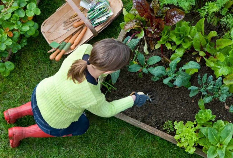 Удобрения для сада и огорода: список органических, минеральных и комплексных удобрений, применение весной и осенью