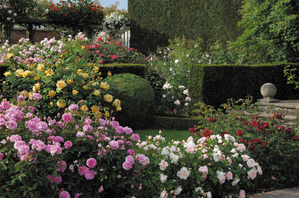 Английские розы: сорта, описание, уход и выращивание