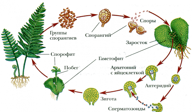 Размножение папоротников: схема, особенности полового и вегетативного размножения