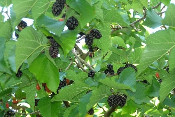 Тутовое дерево (шелковица): где растет, как выглядит, чем полезны плоды