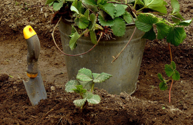 Выращивание клубники в открытом грунте: посадка, уход, особенности и секреты