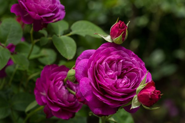 Роза Флорибунда — что это такое? Сорта, уход и выращивание