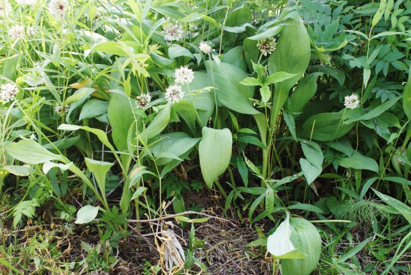 Черемша 🌿: выращивание из семян, посадка в домашних условиях и на грядке, особенности размножения и ухода