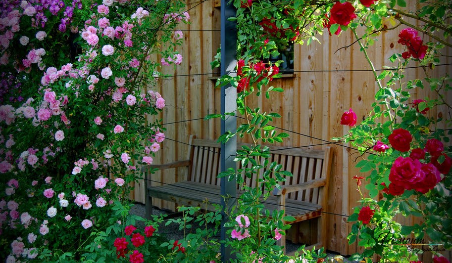 Роза «Сантана»: описание, уход и особенности сорта