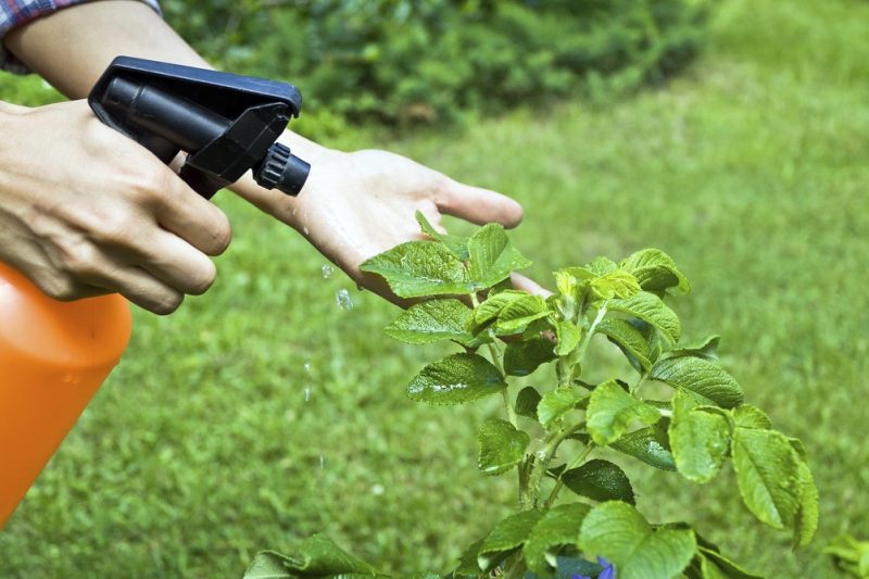 Борная кислота для растений: применение, как развести и поливать