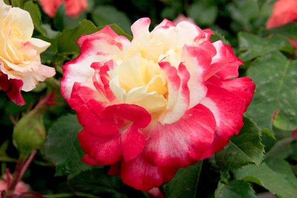 Роза Дабл Делайт: описание и особенности сорта, выращивание и уход