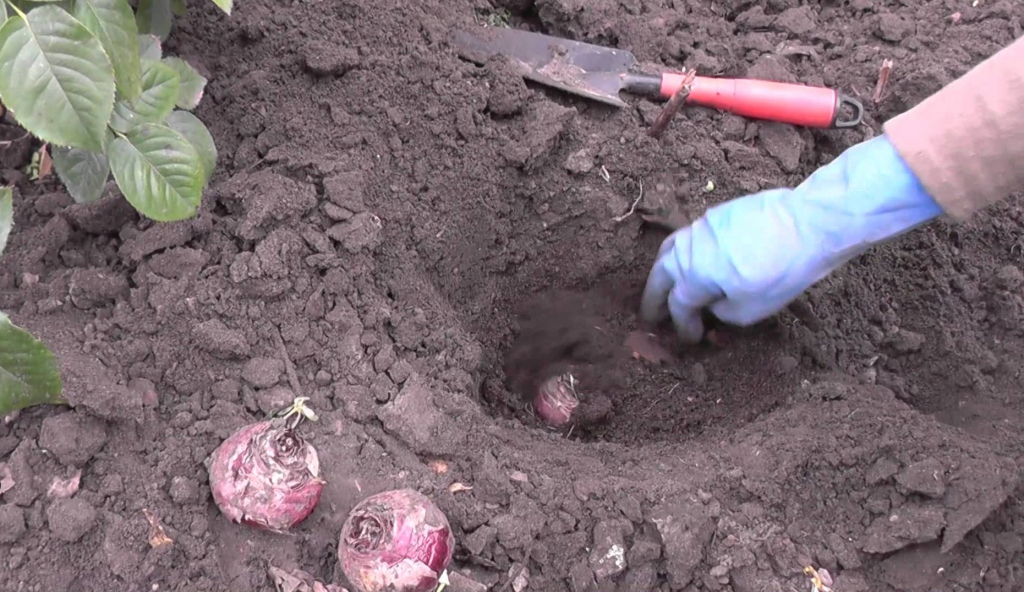 Когда выкапывать гиацинты: луковицы на зиму, после цветения