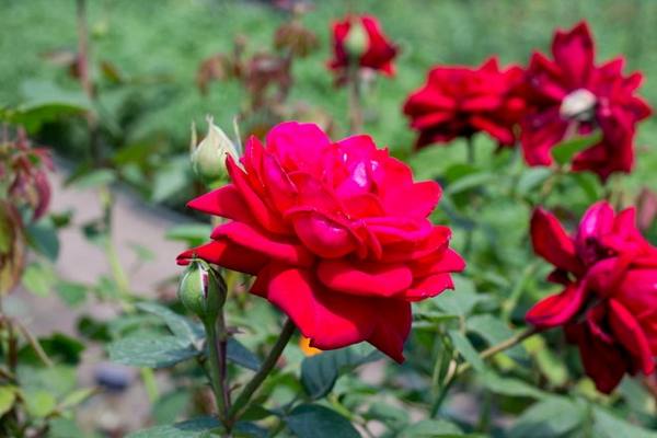 Уход за розами весной: советы, как ухаживать за розами в саду после посадки и после зимовки