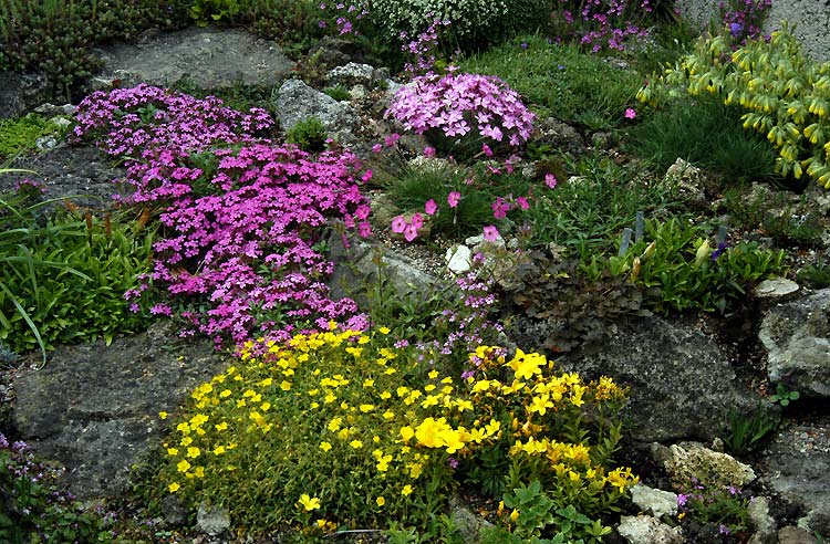 Почвопокровные многолетники – растения, цветущие все лето