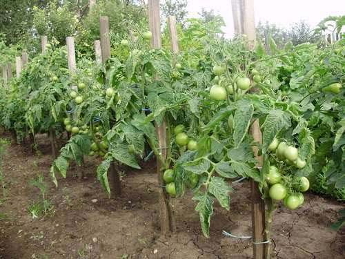 выращивание помидоров в открытом грунте