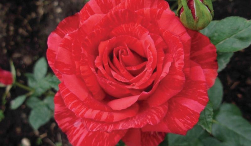 Роза Ред Интуишн: описание, уход и особенности сорта