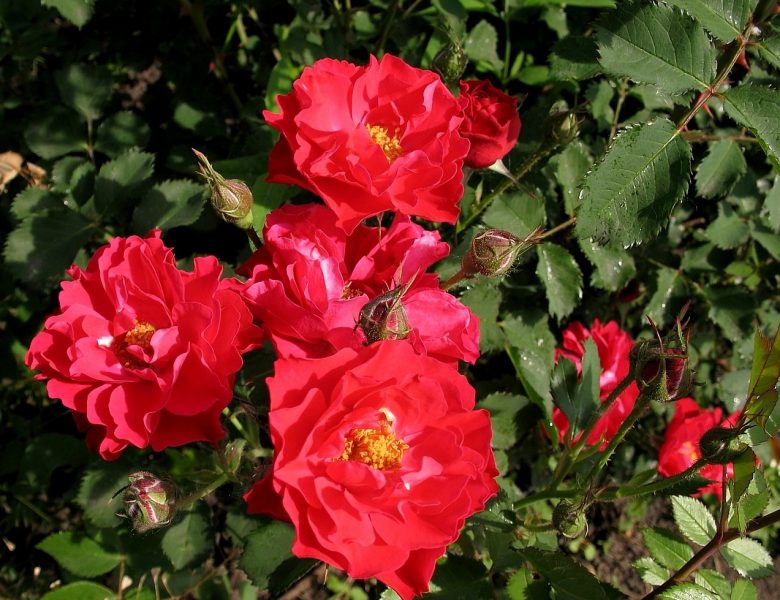 Парковые розы: описание, посадка, выращивание и уход, лучшие сорта