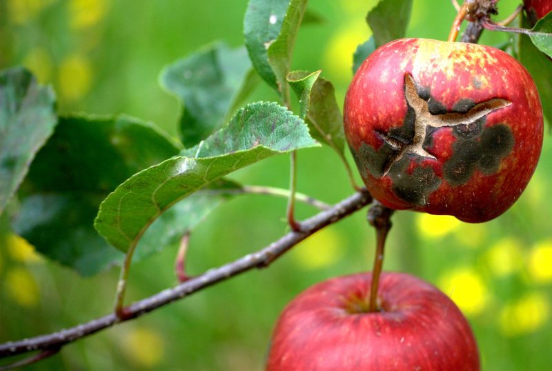 Яблоки Ранетки: описание сортов, посадка, уход за мелкоплодной яблоней