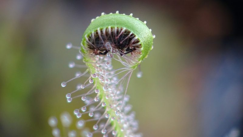 Хищные растения (насекомоядные растения): виды, описание