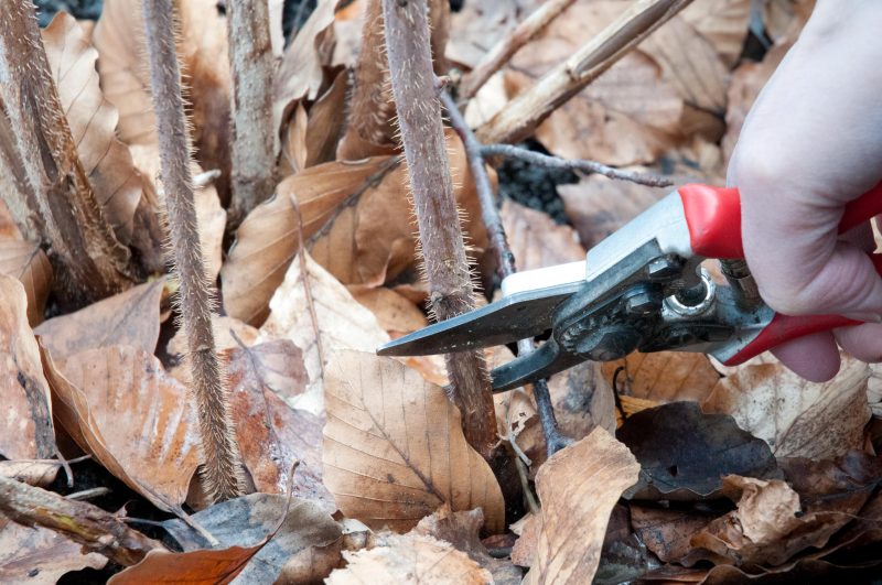 Обрезка ремонтантной малины осенью для начинающих: как правильно делать обрезку малины на зиму