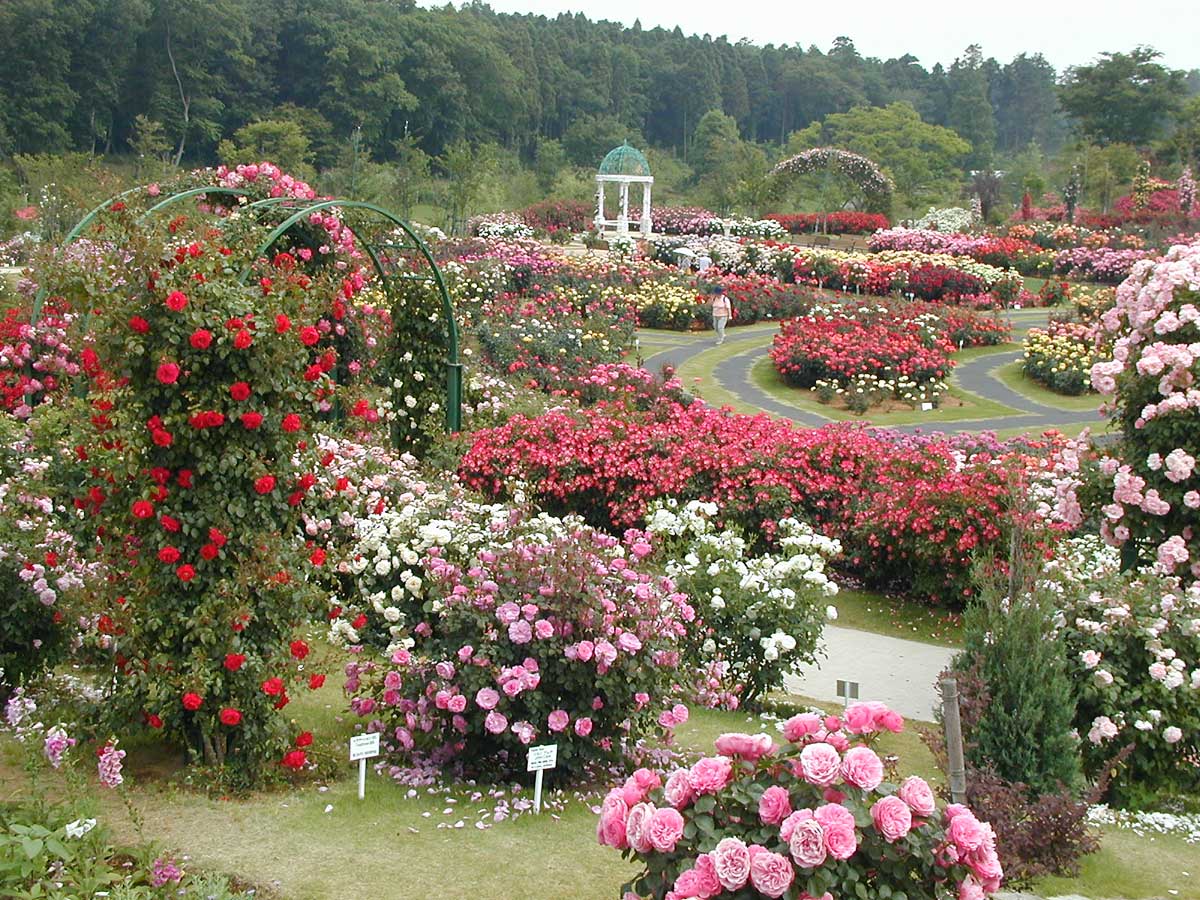 Парковые розы: описание, посадка, выращивание и уход, лучшие сорта