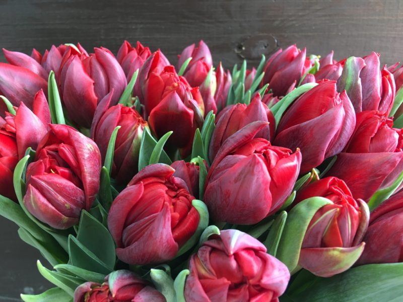 Пионовидные тюльпаны: описания сортов, особенности ухода и выращивания